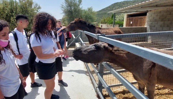 Day 2  Activities - Donkey Farm