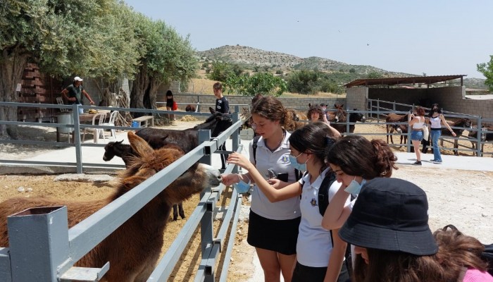 Day 2  Activities - Donkey Farm