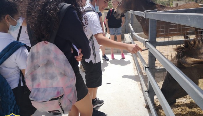 Day 2  Activities - Donkey Farm