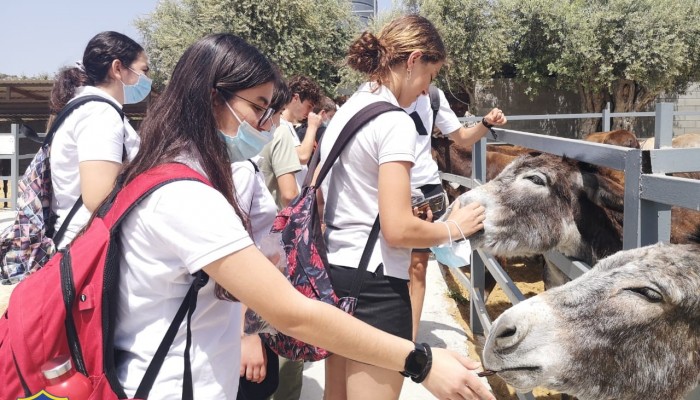 Day 2  Activities - Donkey Farm
