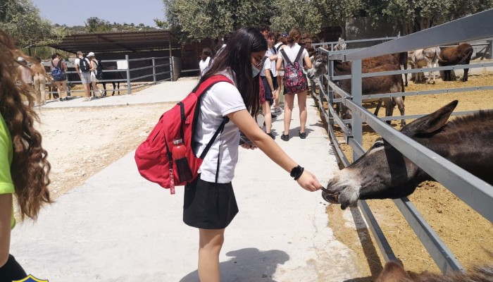 Day 2  Activities - Donkey Farm
