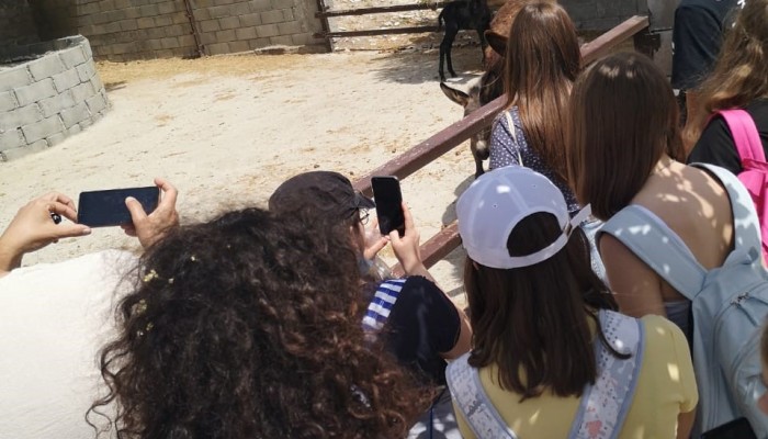 Day 2  Activities - Donkey Farm