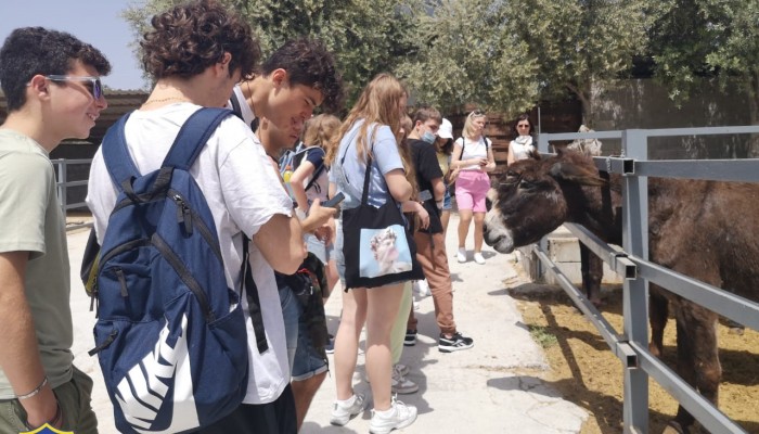 Day 2  Activities - Donkey Farm
